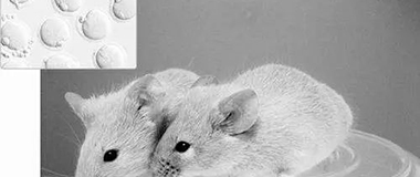 西媒：3D打印卵巢助小鼠成功怀孕